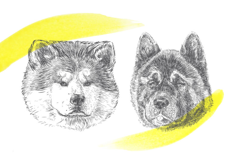 dog illustrations