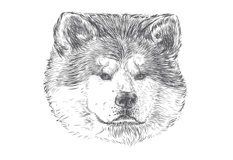 dog illustrations