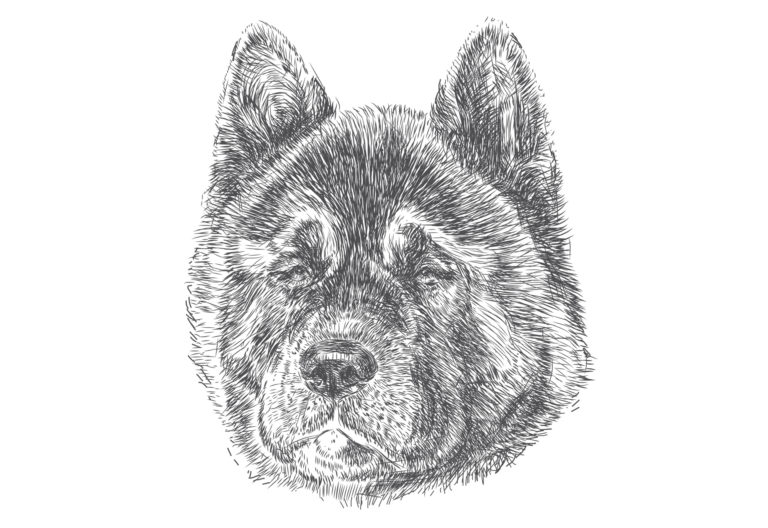 dog illustrations